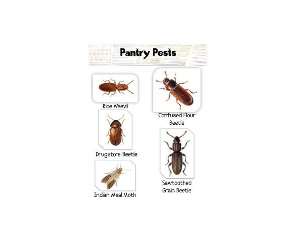 Image of Pantry Pests